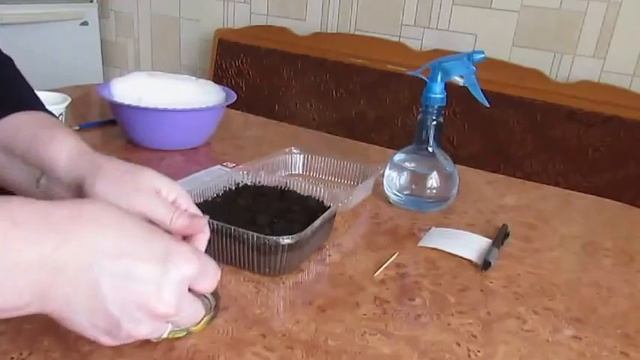 Посев семян земляники.Seeding of strawberry seeds. смотреть онлайн