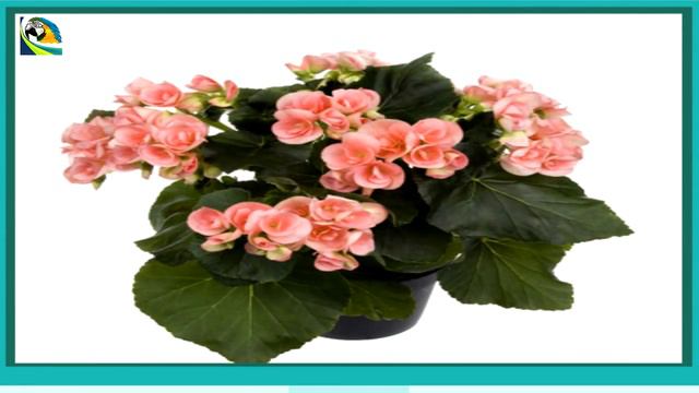 BEGÔNIA DICAS DE CULTIVO , UMA DAS FLORES MAIS LINDAS !! смотреть онлайн