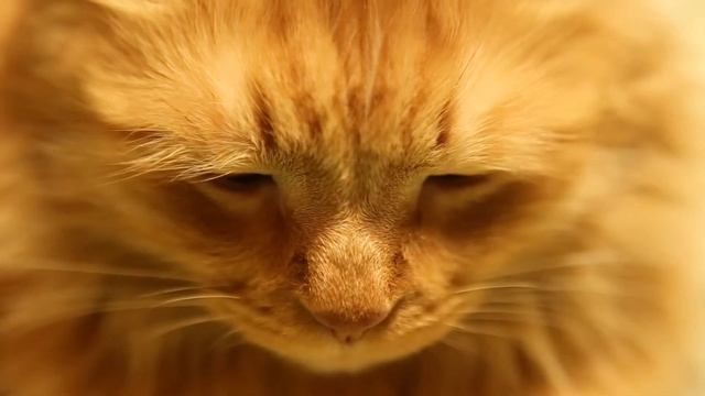 Олег Григорьев. Двустишия. смотреть онлайн