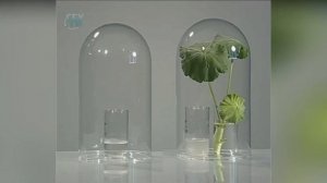 Обнаружение дыхания листьев Опыт