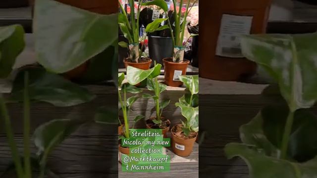Strelitzia Nicolai My New Plants Collection