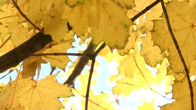 футаж осенние листья смотреть онлайн