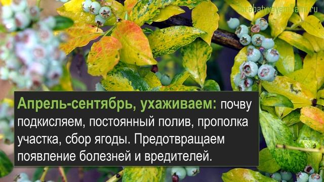 Бизнес идея голубика - этапы выращивания смотреть онлайн
