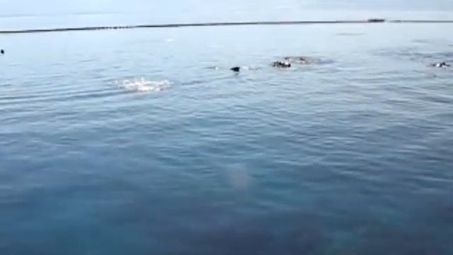 Дельфиний Риф на Красном море, Эйлат смотреть онлайн