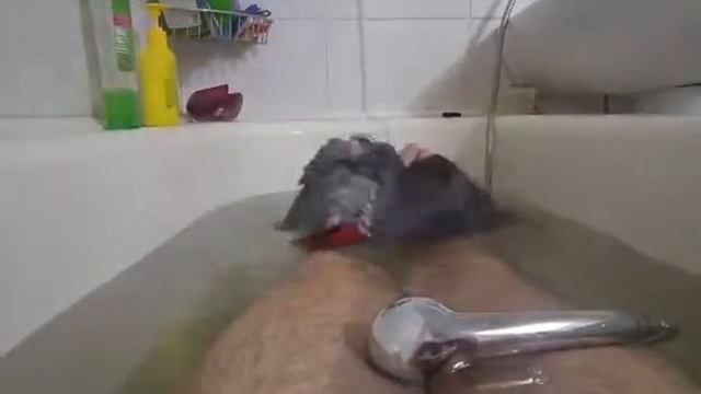 Как купать попугая, Жако купается; funny parrot смотреть онлайн