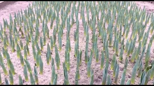 Выгонка тюльпанов к 8 марта от Beltulips.by смотреть онлайн