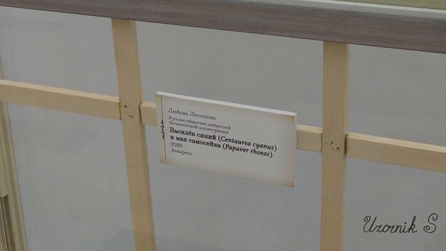 Ботаническая иллюстрация в Московском биологическом музее смотреть онлайн