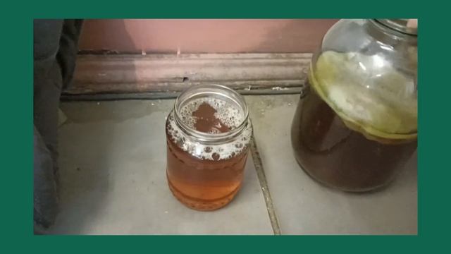 Ещё один способ размножения чайного гриба смотреть онлайн