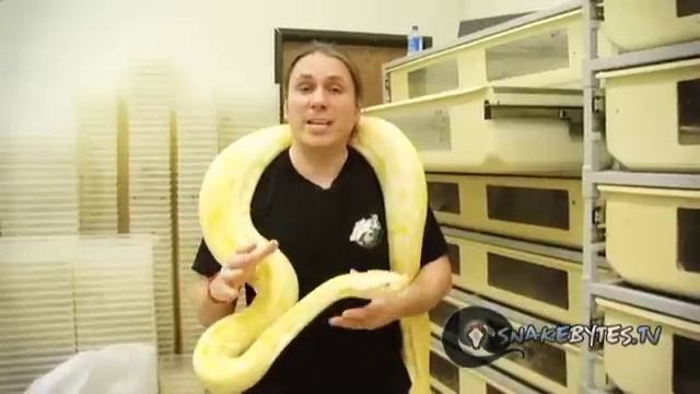 Snake Bytes TV - Huge Snakes! : SnakeBytesTV смотреть онлайн