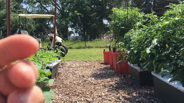WICKING TUB Vs GROW BAG Vs EARTHBOX - WHICH WORKS BEST - PROS AND CONS - WHAT WILL WORK FOR YOU?