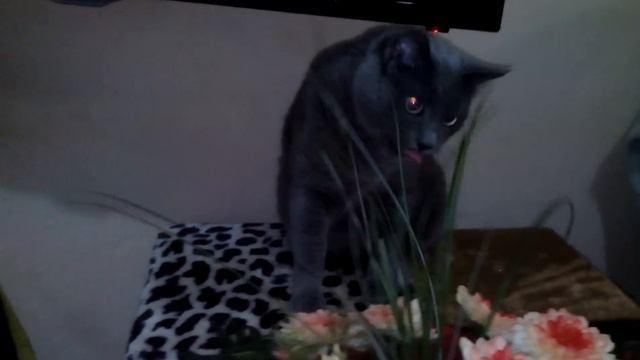 Травоядная Чупакабра смотреть онлайн