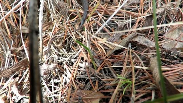 Ядовитая змея – Гадюка обыкновенная, Никольского, Poisonous Snake - Viper смотреть онлайн