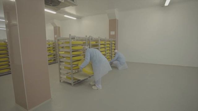 Сыр Роттердам