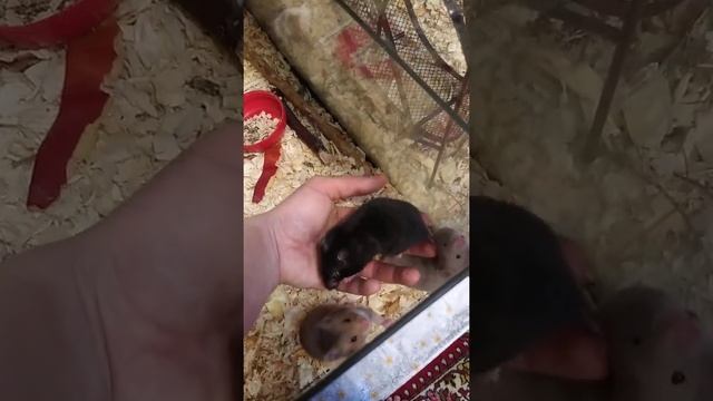 Хомяки сирийские ручные малыши смотреть онлайн
