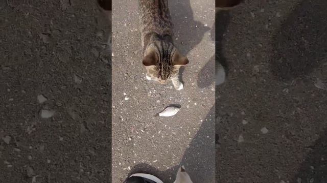 Кормление кошек пятью рыбами. смотреть онлайн