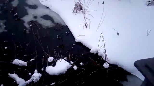 Крижні (дикі качки) в березні 1. Вже не зима, а снігу і мороз ще той. смотреть онлайн