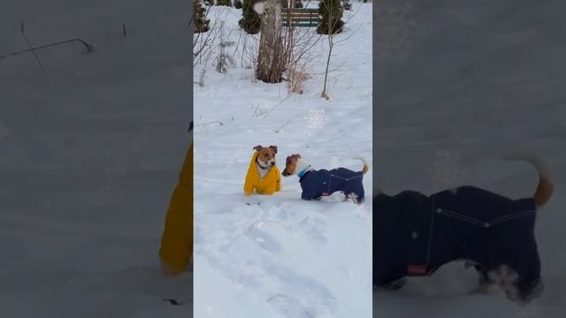 Квадрокоптер как игрушка для собак | FLYTROX | Kvik Dog смотреть онлайн