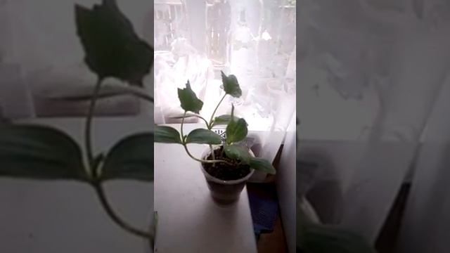 Как выращивать люффу смотреть онлайн