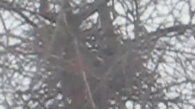 сороки вьют гнездо смотреть онлайн