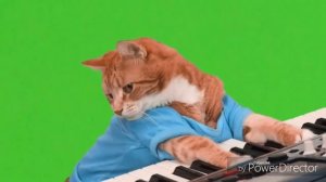 Кот играет на пианино (10 мин)