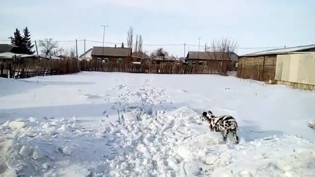 На конец то потеплело. Вышли на прогулку / On The End Of The The Warmer. Went For A Walk