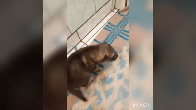 Щенки метисы маламута и овчарки смотреть онлайн