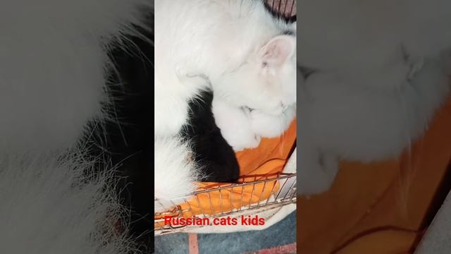 RUSSIAN CATS WITH KIDS смотреть онлайн
