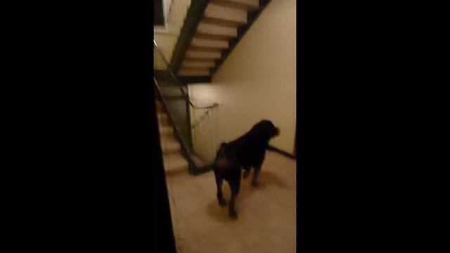 Ротвейлер - интеллигент охраняет подъезд. смотреть онлайн