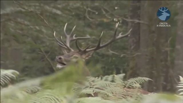 охота на королевского оленя собачьей сворай смотреть онлайн