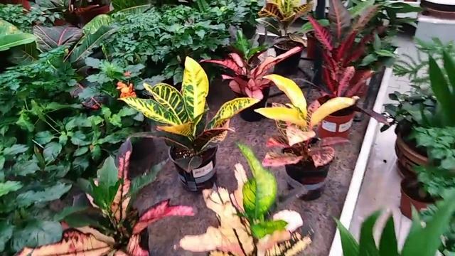 Комнатные цветы. Море красивых комнатных растений в садовом центре "Планета лета". смотреть онлайн