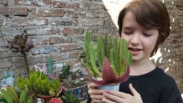 Mi Stapelia grandiflora смотреть онлайн