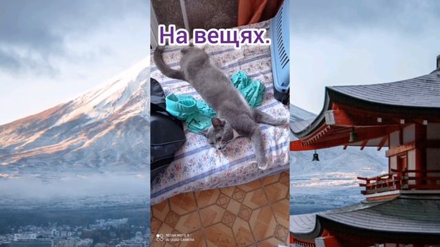 Где любят спать ваш(а) кот/кошка??☺️ смотреть онлайн