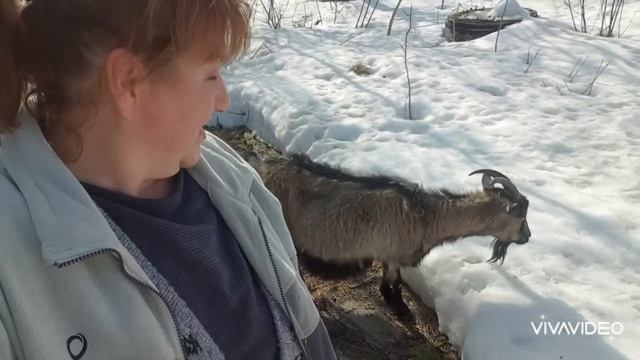 Козлят кастрировать)) Дачники напомнили о себе)) смотреть онлайн