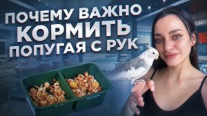 ПОЧЕМУ ВАЖНО КОРМИТЬ ПОПУГАЯ С РУК?