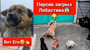 Персик загрыз подрбранного пса с трассы Лобастика