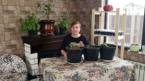 Огурцы на подоконнике - огород на окне зимой