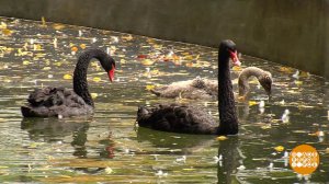 Любовь в мире животных. Доброе утро. Фрагмент выпуска от 20.08.2019