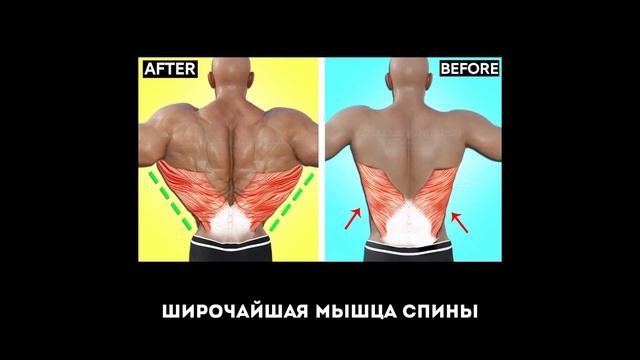 КАК ПОСТРОИТЬ ЭСТЕТИЧНОЕ ТЕЛО