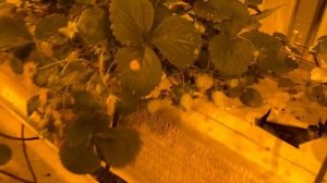 Зимняя теплица 23.12.2022г. Клубника на гидропонике под поликарбонатом в декабре.
