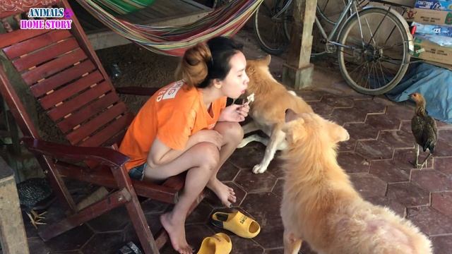 Dog Luxis jealousy of TOTO getting warm from cute girl смотреть онлайн