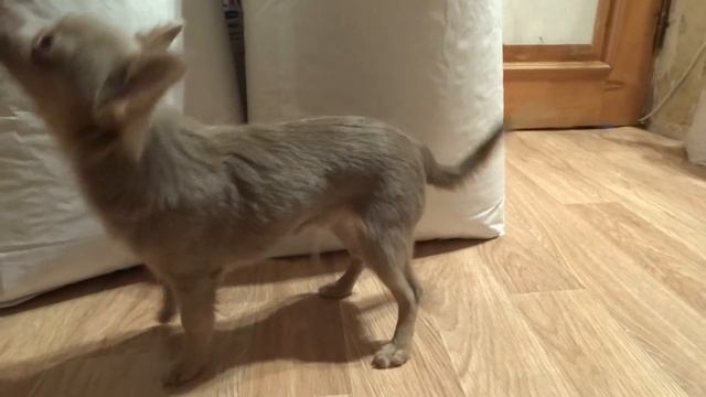 Щенок длинношерстный чихуахуа в продаже лилового окраса смотреть онлайн