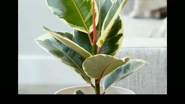 4 комнатных растения , которые должны быть в каждом доме смотреть онлайн