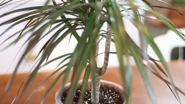 Dracaena marginata "Magenta" Care | A Plant A Week смотреть онлайн