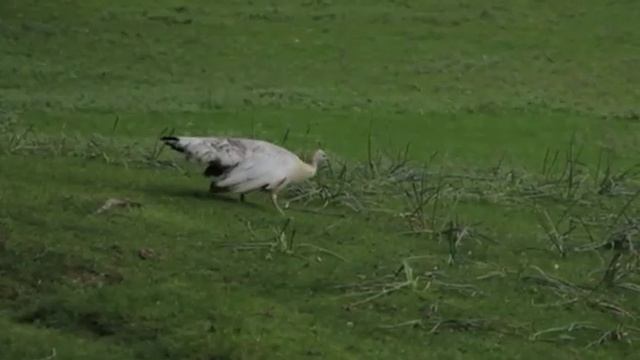 107 Сады мира смотреть онлайн