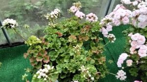#452.Розебудная пеларгония Ю-Царская Невеста!