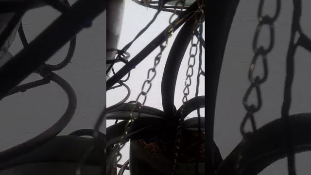 Орхидеи спустя год в стеклянном кашпо смотреть онлайн