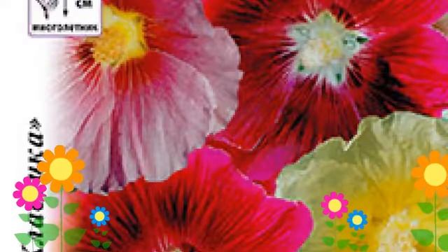 Мальва обыкновенная (Салют). Краткий обзор, описание характеристик, где купить семена смотреть онлайн