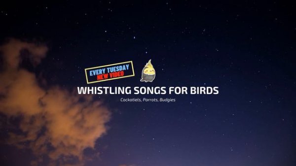 ADDAMS FAMILY WHISTLE - Cockatiel Singing Training - Bird Whistling Practice