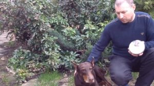 Ошейник от клещей И блох Форесто "Честный обзор"