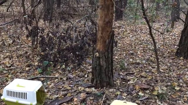 Лесная куница. Выпуск в дикую природу. смотреть онлайн